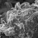 Life Found in a Meteorite?